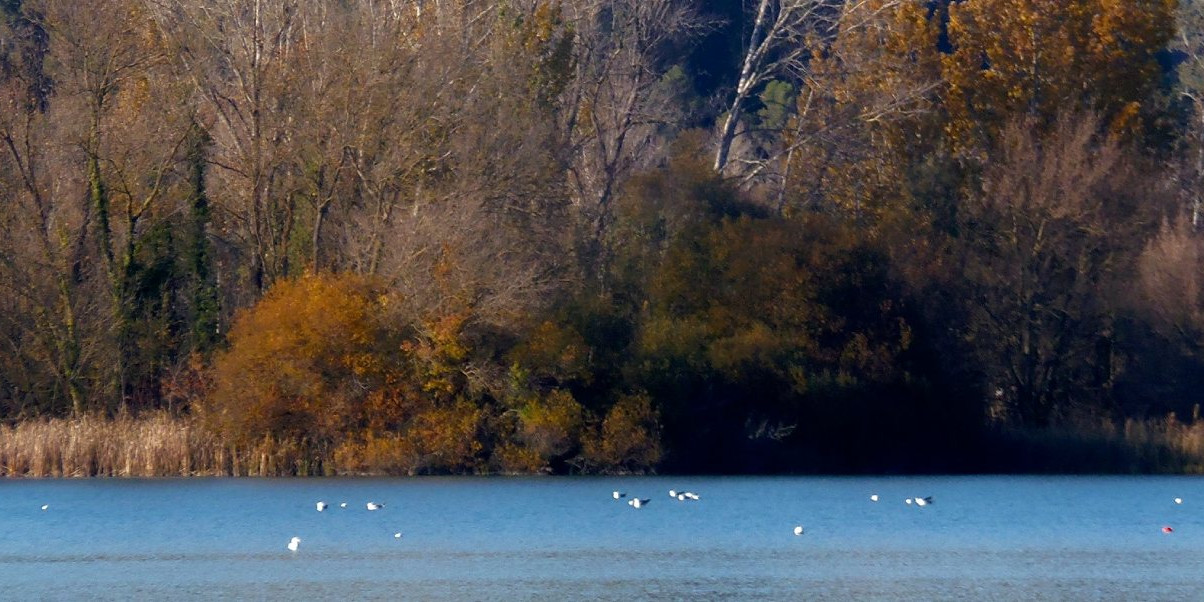 lac-de-banyoles.jpg