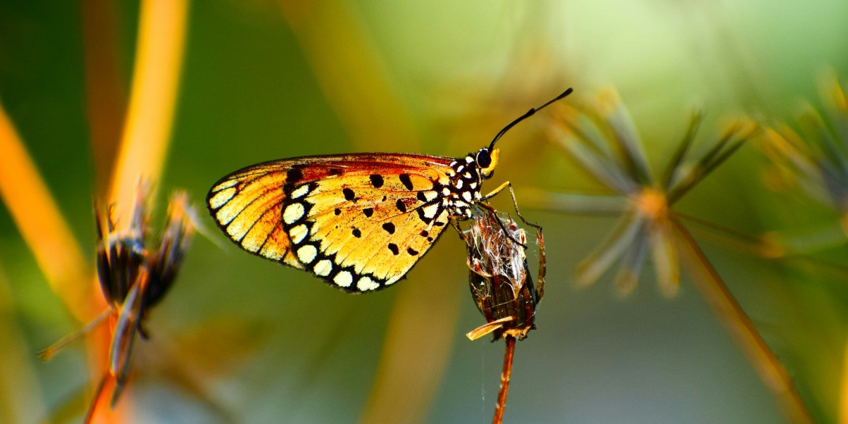 butterfly-park.jpg