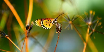 butterfly-park-espagne.jpg