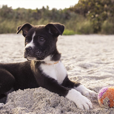 camping-animaux-accepte.jpg